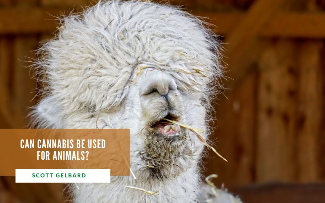 Can Cannabis Be Used for Animals