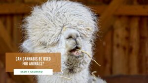 Can Cannabis Be Used for Animals
