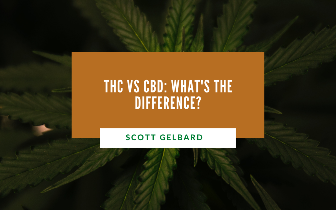 THC vs CBD: What’s the Difference?