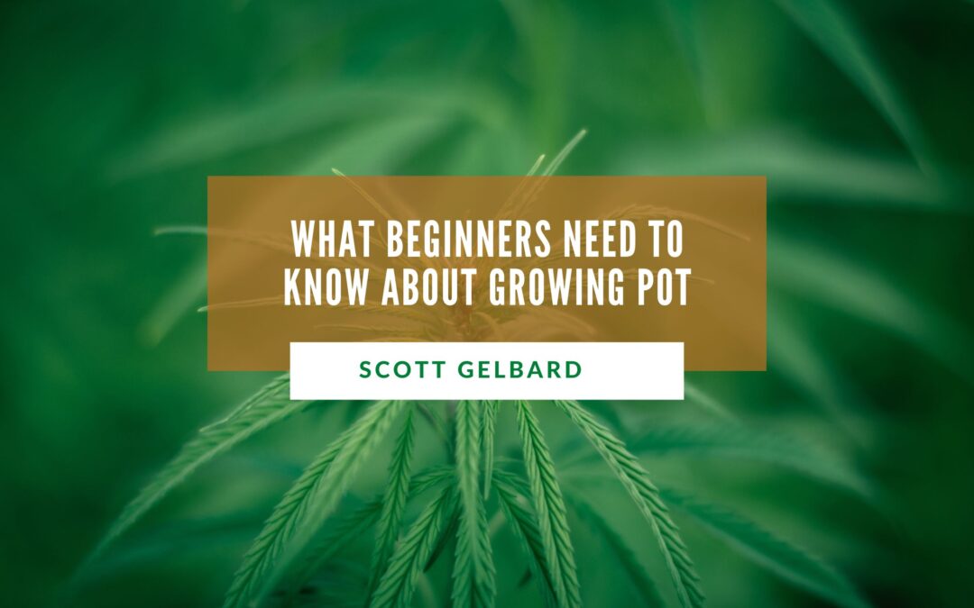 What Beginners Need to Know About Growing Pot